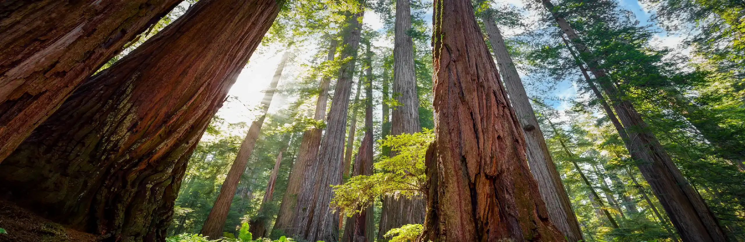 The Sequoia nature scene