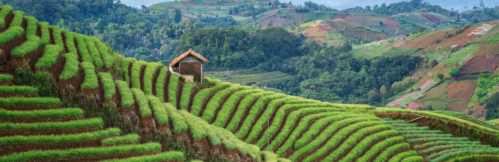 Our services: patios and decks